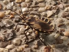 Spartocera alternata