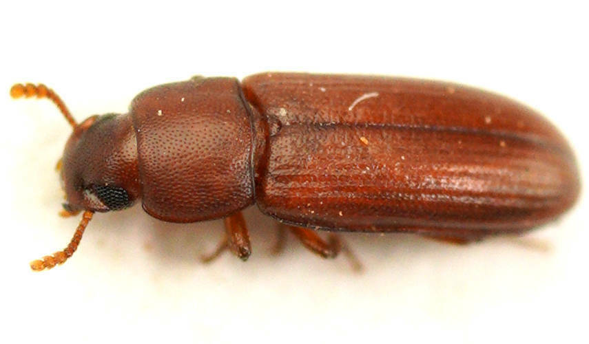 Darkling Beetles from Swan Reach Conservation Park, SA, AU on March 20