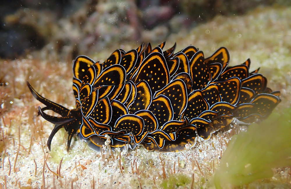 Photo of Black-yellow cyerce (Cyerce nigricans)