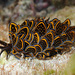 Cyerce nigricans - Photo (c) seaslugcensus, alguns direitos reservados (CC BY-NC)