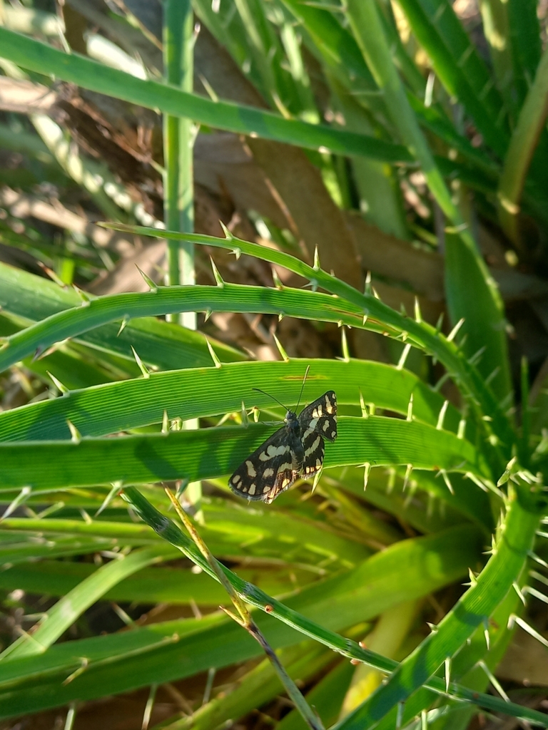 Synargis ochrophlegma