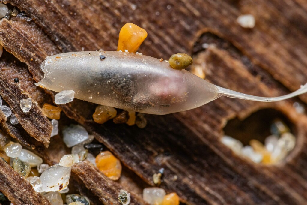 Aleochara sulcicollis