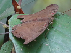 Dophla evelina