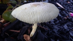Leucocoprinus