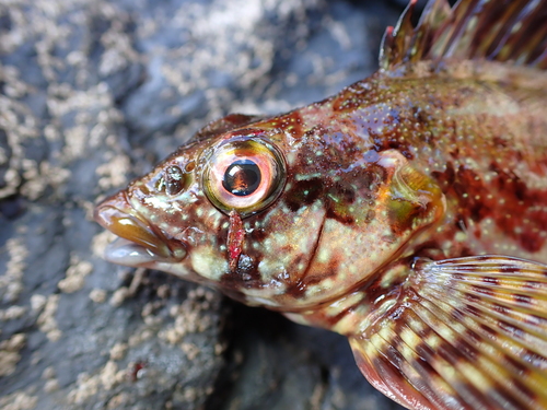 Eastern kelpfish (Chironemus marmoratus) — Chironemidae