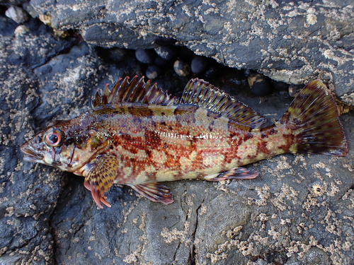 Eastern kelpfish (Chironemus marmoratus) — Chironemidae — 2
