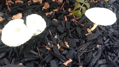 Leucocoprinus