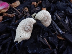 Leucocoprinus