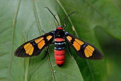 Euchromia elegantissima