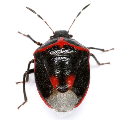 Twice-stabbed Stink Bug