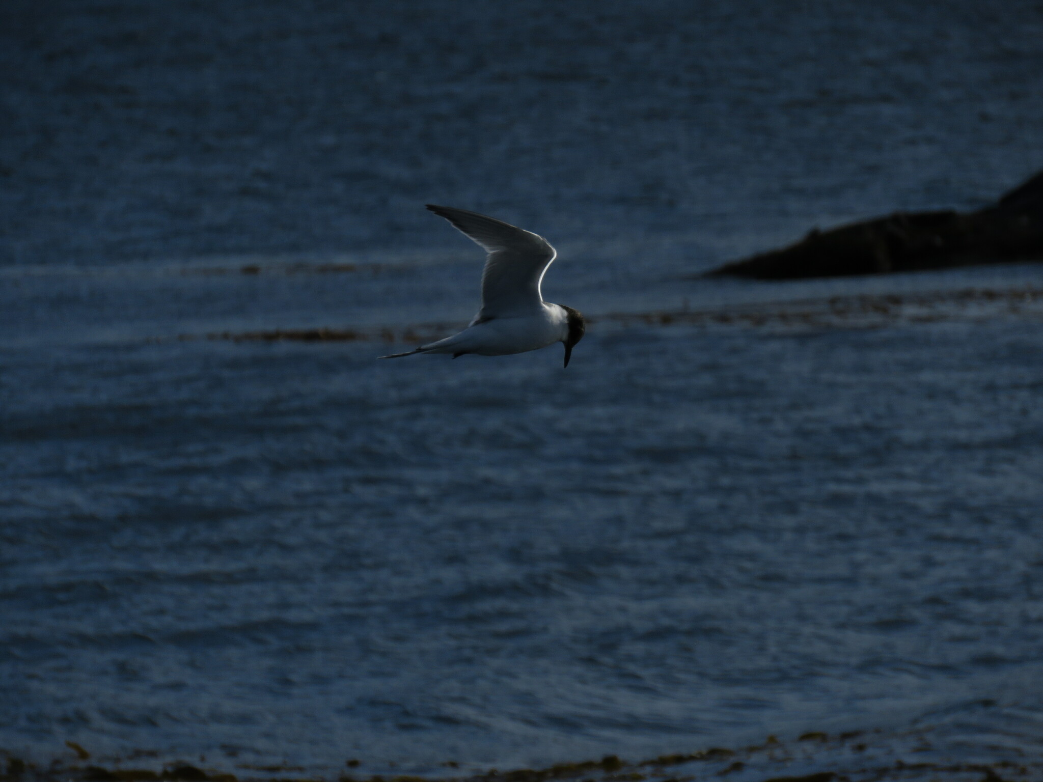 Arctic Tern
