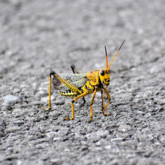 Taeniopoda tamaulipensis