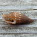 Cotonopsis lafresnayi - Photo (c) Paul Morris,  זכויות יוצרים חלקיות (CC BY-SA)