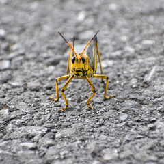 Taeniopoda tamaulipensis