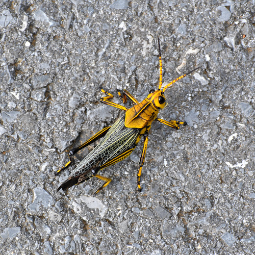 Romalea tamaulipensis