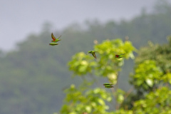 Red-Flanked Lorikeet photo 3