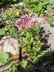 Fedia graciliflora image