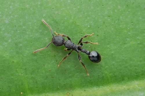 犁沟蚁属Vombisidris