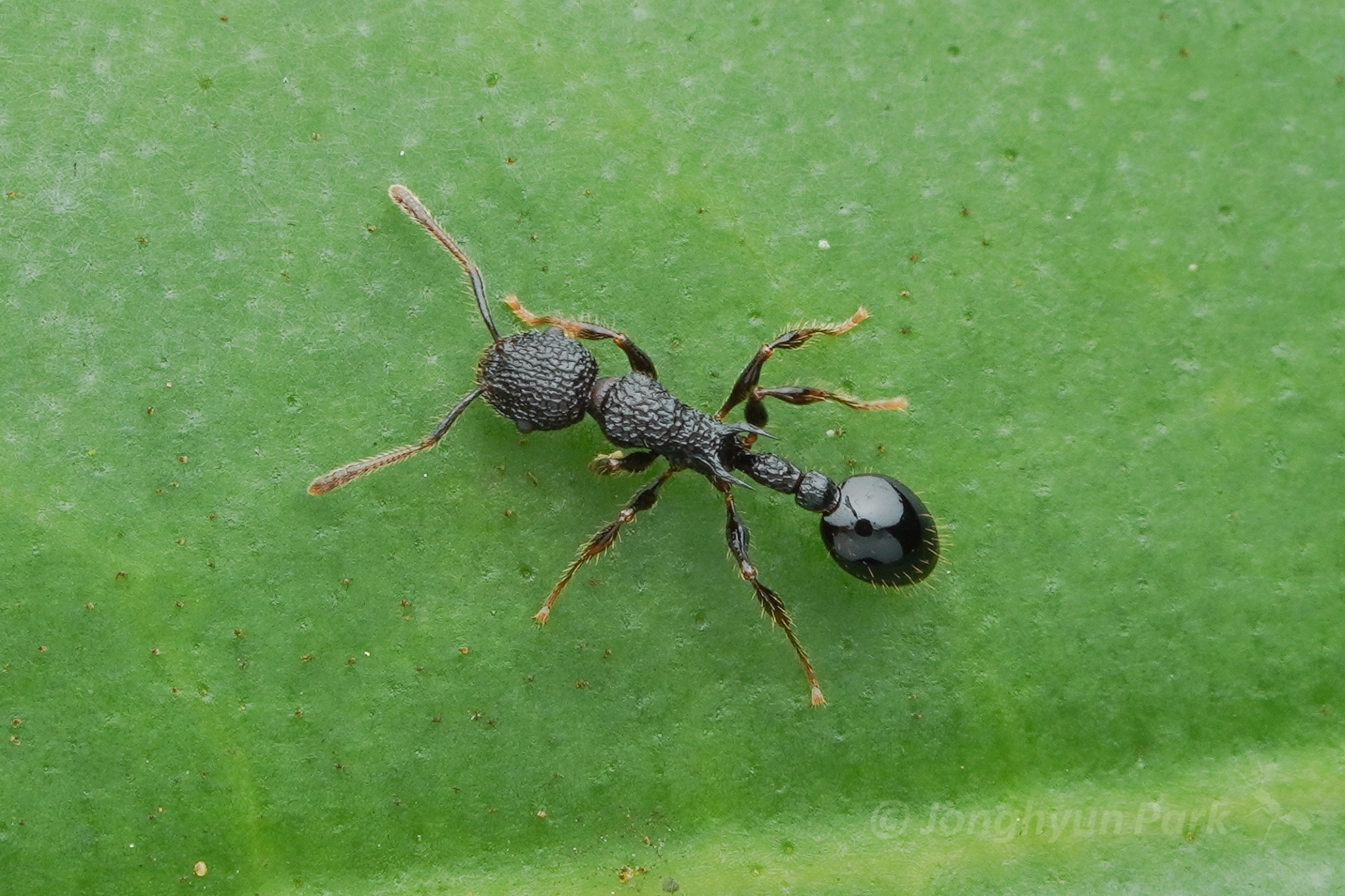 Vombisidris regina