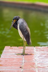 Egretta tricolor