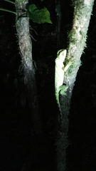 Enyalioides