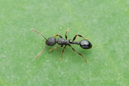 Vombisidris reginaVombisidris regina