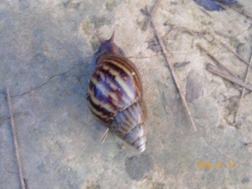 African Giant Snail (Lissachatina fulica)