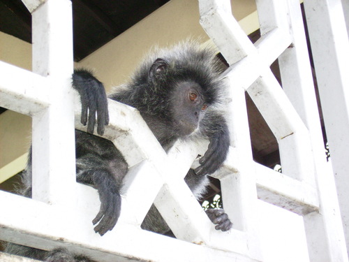 Selangor Silvery Langur