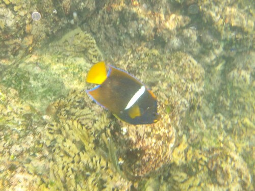 King Angelfish