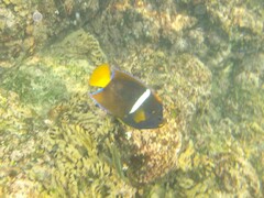 King Angelfish