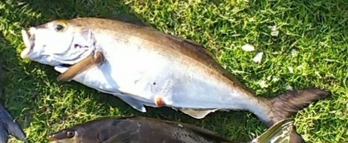 Bastard trumpeter (Latridopsis forsteri) — Latridae — 2