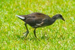 Gallinula galeata