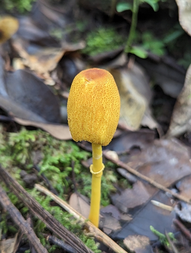 Leucocoprinus brunneoluteus · March 2023 · photo: © alan_rockefeller (iNaturalist, cc-by-sa)