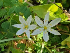 Ornithogalum baeticum image