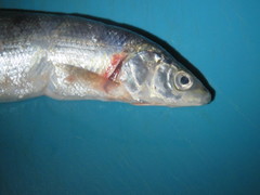 Coregonus clupeaformis