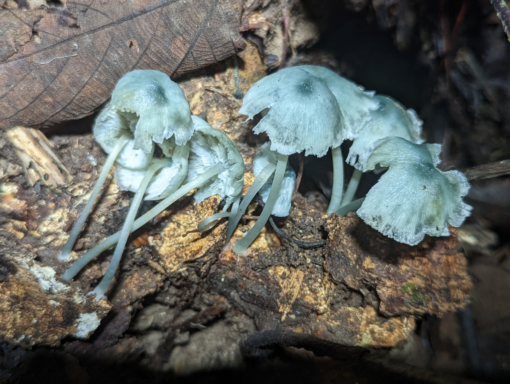 Clitocybula azurea · March 2023 · photo: © alan_rockefeller (iNaturalist, cc-by-sa)