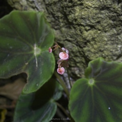 Begonia mazae, photograph (c) Matteo Cassella, some rights reserved (CC BY-SA)