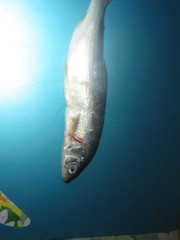 Coregonus clupeaformis