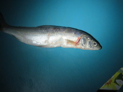 Coregonus clupeaformis