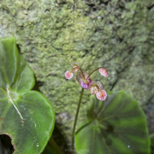 Begonia mazae, photograph 4