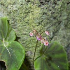 Begonia mazae, photograph (c) Matteo Cassella, some rights reserved (CC BY-SA)