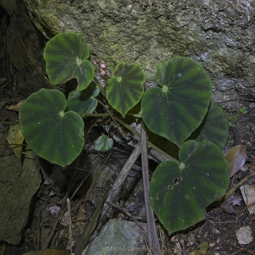 Begonia mazae, photograph 3