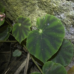 Begonia mazae, photograph (c) Matteo Cassella, some rights reserved (CC BY-SA)