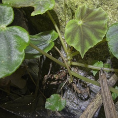 Begonia mazae, photograph (c) Matteo Cassella, some rights reserved (CC BY-SA)