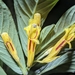 Columnea ericae ericae - Photo (c) Alan Rockefeller, algunos derechos reservados (CC BY), subido por Alan Rockefeller