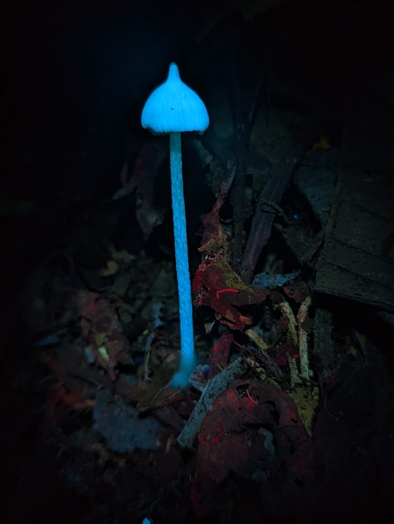 Entoloma stylophorum