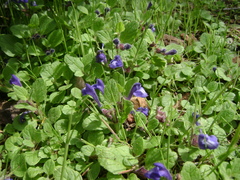 Scutellaria tuberosa