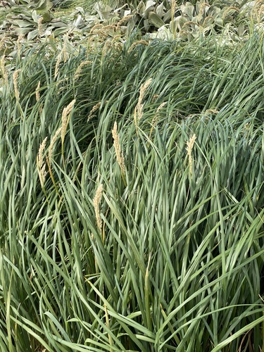 Poa foliosa observed 2023-02-07