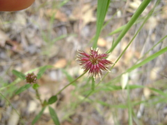 Trifolium ciliolatum
