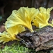 Cotylidia aurantiaca - Photo (c) Alan Rockefeller,  זכויות יוצרים חלקיות (CC BY), הועלה על ידי Alan Rockefeller